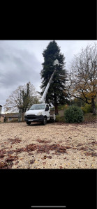 Photo de galerie - Abattage de l’arbre au complet avec évacuation