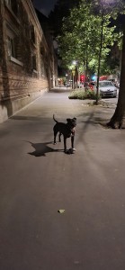 Photo de galerie - Garde animaux