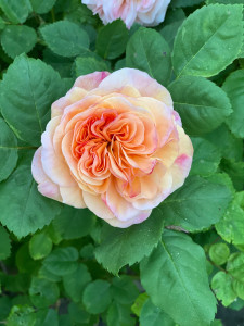 Photo de galerie - Savoir bien choisir ses rosiers et bien les tailler pour avoir des fleurs qui embellissent votre jardin