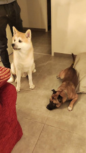 Photo de galerie - Sanka et son copain 