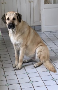 Photo de galerie - S’occuper d’un chien 