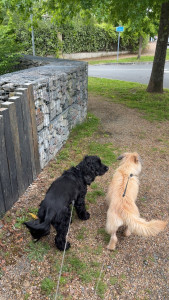 Photo de galerie - Promenade chien 