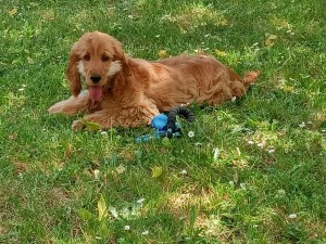 Photo de galerie - Garde petsitter