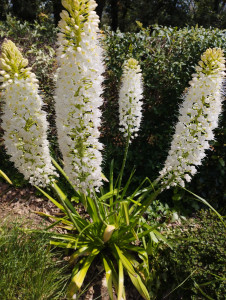 Photo de galerie - Entretien des fleurs !