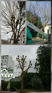 Photo de galerie - Elagage et coupe d'arbres