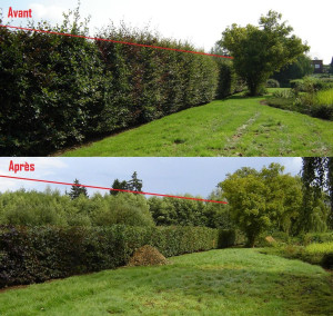 Photo de galerie - Taille d'une haie mixte d'environ 50 mètre linéaire 