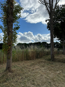 Photo de galerie - Tonte de pelouse - Débroussaillage
