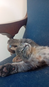 Photo de galerie - Garde à domicile. 