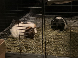 Photo de galerie - Cochons d’Inde et autres NAC