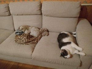 Photo de galerie - Ma chienne et mon chat