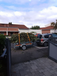 Photo de galerie - Elagage et coupe d'arbres