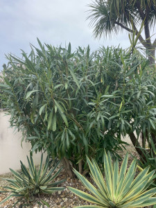 Photo de galerie - Taille de laurier naturel 